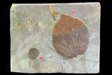Two Fossil Leaves - Davidia And Zizyphoides - Montana #95294-1